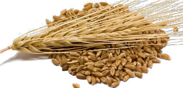  Barley Grain Barley Kernels Png Grain Png