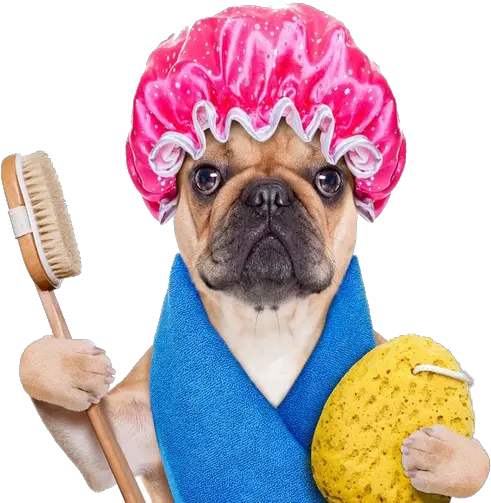  Download Cute Towel Funny Personnel Dog Bath Hot Clipart Png Cute Dog Grooming Cute Dog Png