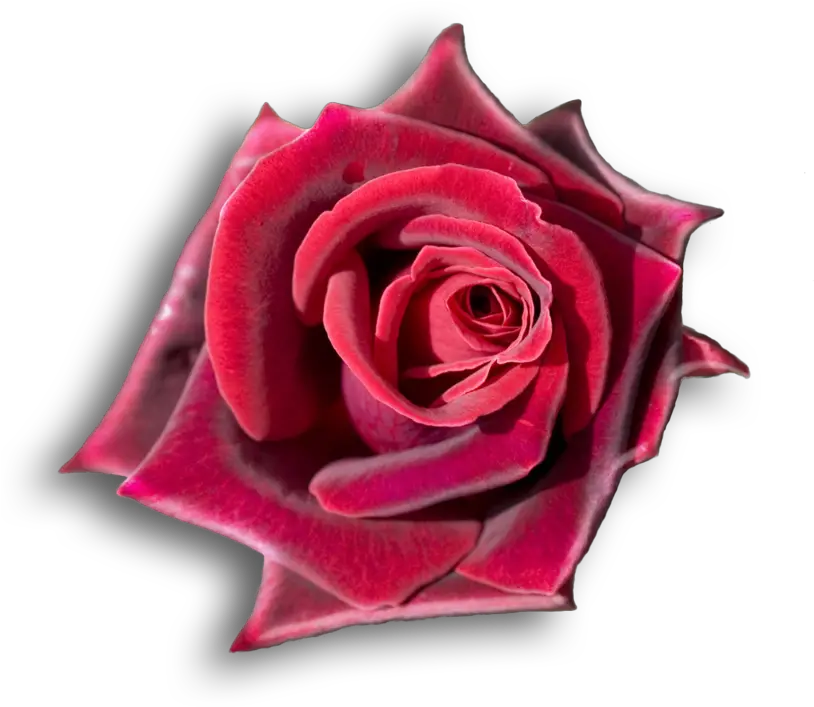  Download Rojo Rosas Rojas Flores Hermosas Red Black Roses Transparent Background Png Rosas Rojas Png