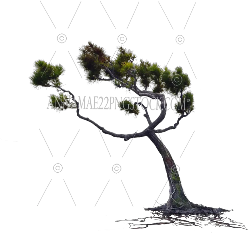  Wind Blown Pine Tree With Roots Png Wind Tree Png Pine Tree Transparent