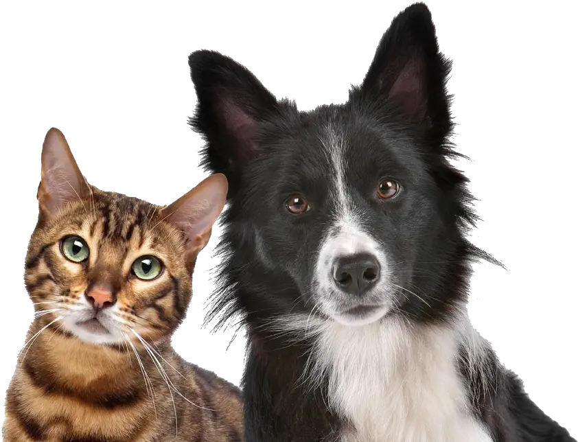  Dog Cat Relationship Kitten Pet Free Stock Photo Of Dog And Cat Png Dog And Cat Png