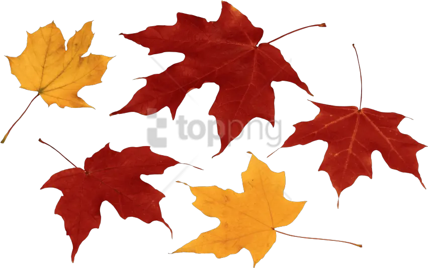  Free Png Download Autumn Leaf Clipart Photo Fall Autumn Leaves Png Fall Leaves Clipart Png