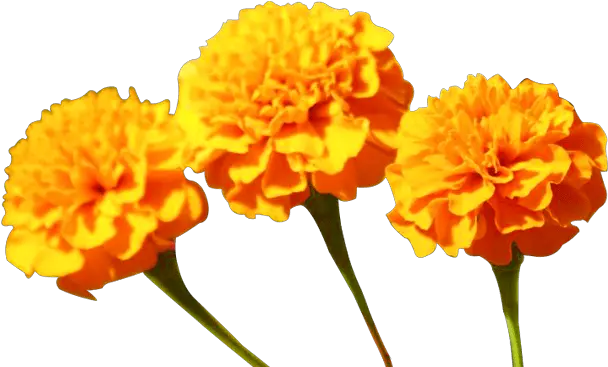  Marigold Flowers 1000 Free Download Vector Image Png Yellow