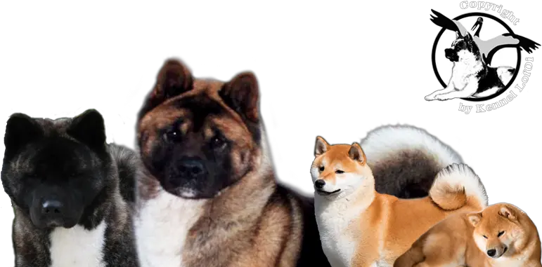  Lofoi Shiba Inu American Akita Shiba Inu Akita Png Shiba Inu Transparent