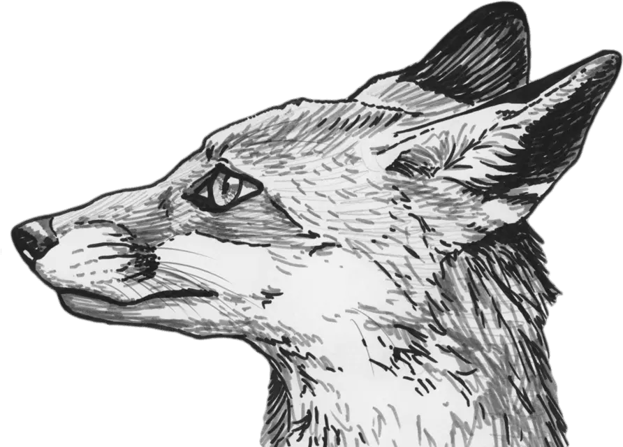  Fox Fox Sketch Png Fox Head Png