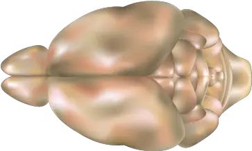  Mouse Brain Top View Brain Mouse Png Top View Png