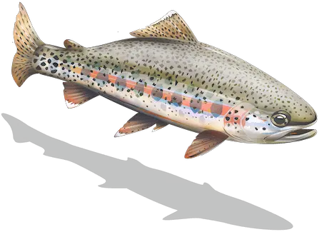  Kern River Rainbow Trout California Coastal Cutthroat Trout Png Trout Png