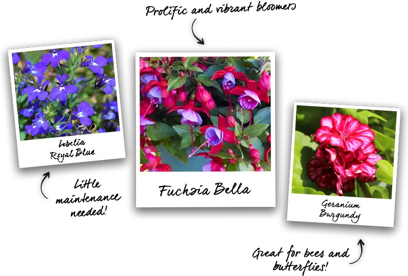  How To Guides Best Plants For Hanging Baskets Gardening Language Png Hanging Ivy Png