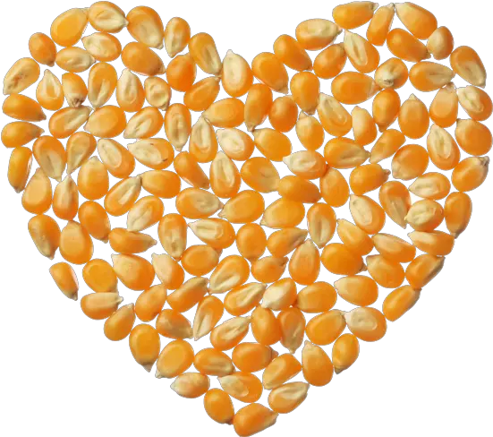  Popcorn Kernels Corn Heart Png Popcorn Kernel Png