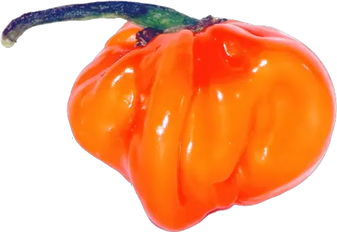  Download Habanero Chili Habanero Chili Png Chili Png