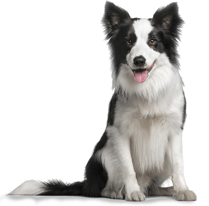  Dangers For Pets Aec Vets Ração Top Five Premium Png Border Collie Png