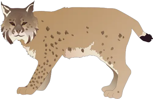  Lynx Png Lynx Clipart Png Bobcat Png