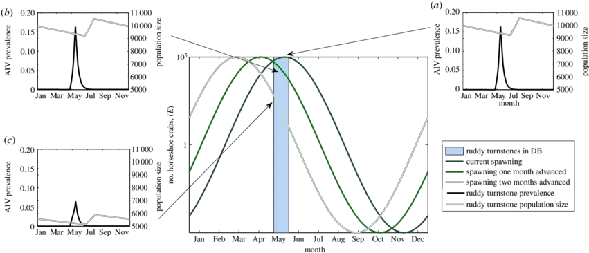  Three Functions For Peak Horseshoe Crab Spawning Shifted Diagram Png Horseshoe Transparent Background