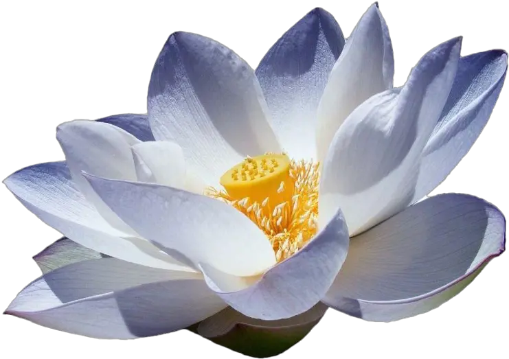  Lotus Flower Png Picture Blue Lotus Flowers Png Lotus Flower Png