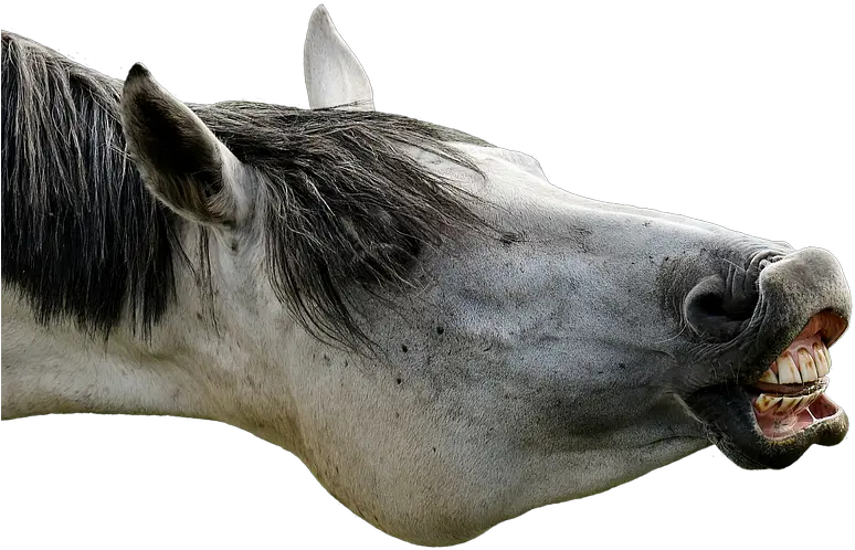  Funny Horse Png 6 Image Funny Horse Transparent Funny Png Images