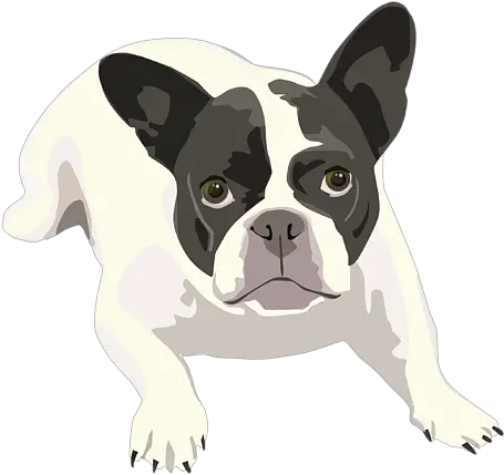  Black And White French Bulldog Vector Art Portrait Tshirt Black And White French Bulldog Png Bull Dog Png