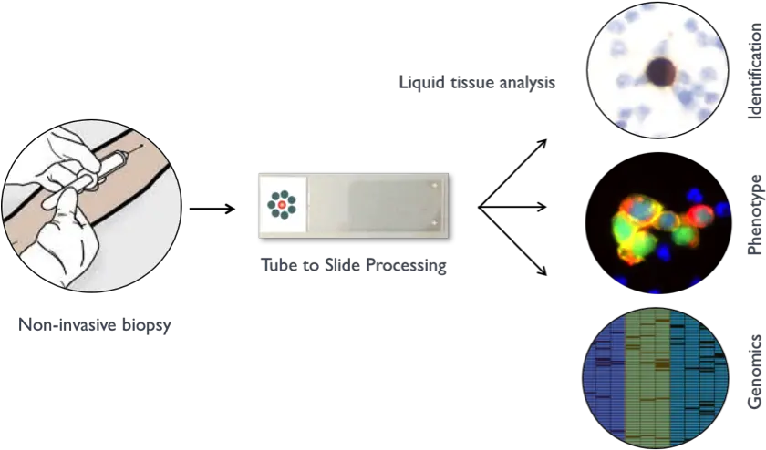  Circulating Tumor Cells Histogenexcom Circulating Tumor Cell Size Png Blood Smear Png