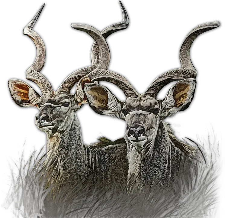  Kudu Buck Wildlife Free Image On Pixabay Kudu Png Buck Png