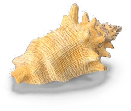  Conch Shell Transparent Background Png Play Conch Shell Png