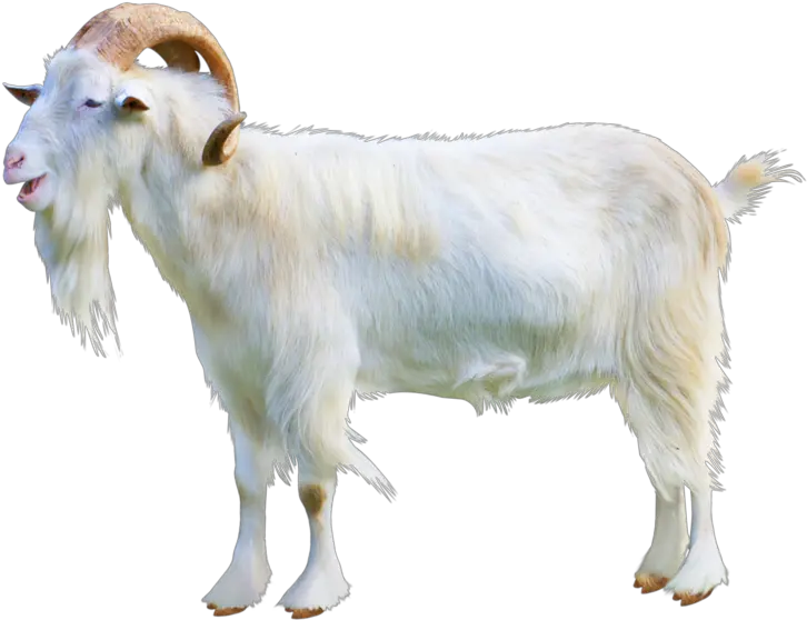  Goat Download Transparent Png Image Goat Transparent Png Goat Transparent Background