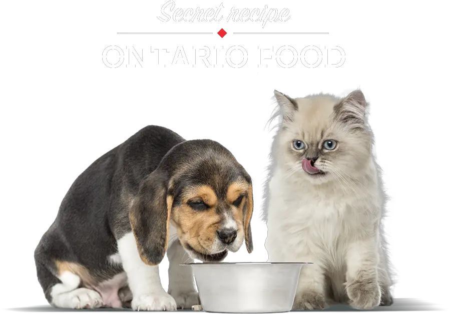  Cat And Dog Eating Petfood Dog Cat Png Dog And Cat Png