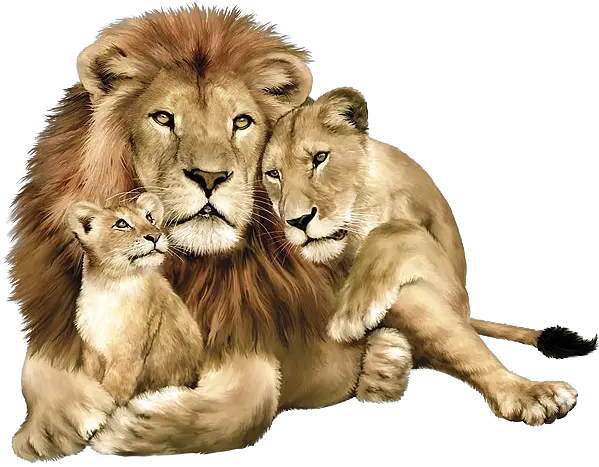  Lion Png Image Free Download Lion Lioness And Cub Lion Transparent