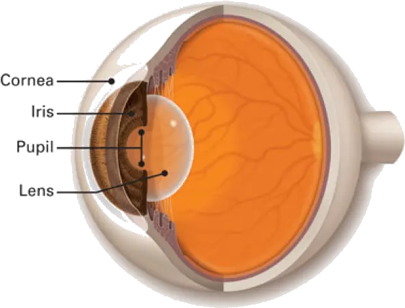  What Is Cornea Lens Of The Eye Png Eye Transparent