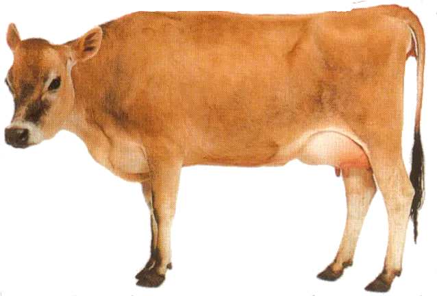  Png Red Cow Transparent Background Cow Transparent