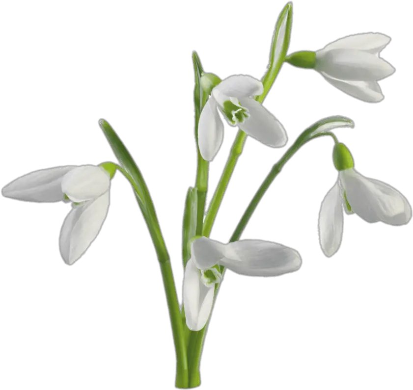  Multiple Snowdrops Flowers Transparent Png Stickpng Snowdrop Flower Png Flowers With Transparent Background