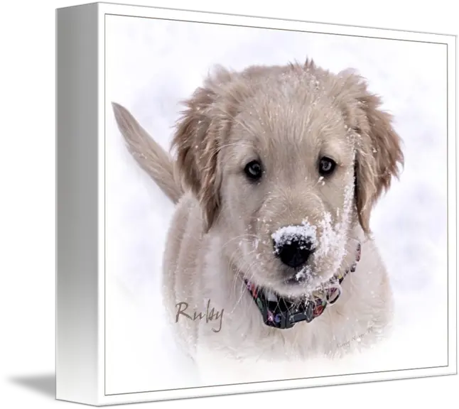  Golden Retriever Puppy Ruby By Sherry Wargo Golden Retriever Png Golden Retriever Transparent