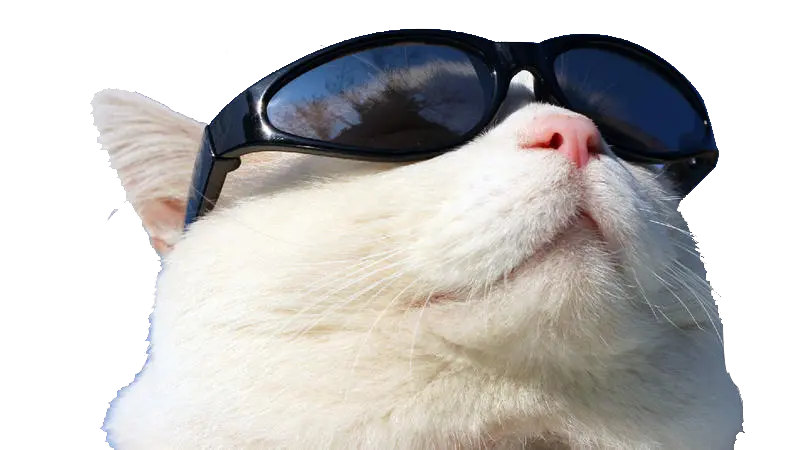  Transparent Sunglasses Png Wearing Cat Github Sunglasses Cat Sunglasses Png Github Png