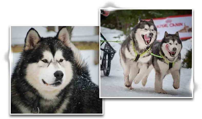  Husky Puppy Png Dreamwolves Canadian Eskimo Dog Canadian Eskimo Dog Husky Png