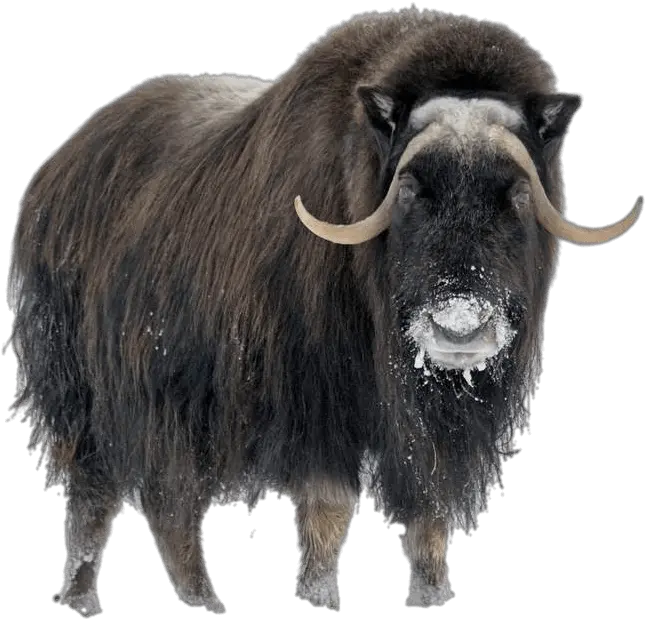  Musk Ox In Winter Transparent Png Stickpng Musk Ox Png Winter Background Png