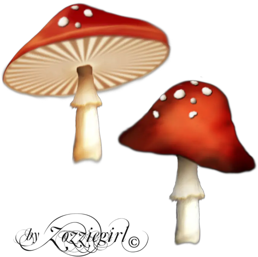  Poisonous Red Mushroom Png 42873 Free Icons And Png Enchanted Mushroom Png Mushroom Png