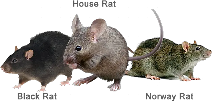  Rats Are Some Of The Most Troublesome And Damaging Types Rat Png Rats Png