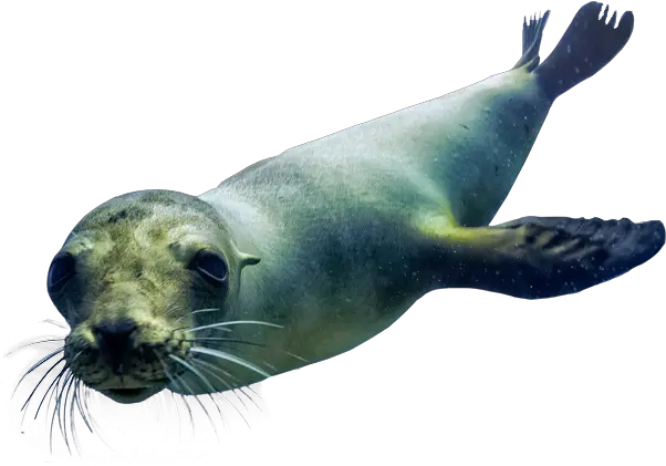  Download Hd Sea Lions Sea Lion Png Sea Lion Png