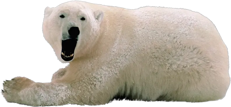  Download Hd Polar White Bear Png Polar Bear No Background Polar Bear Png