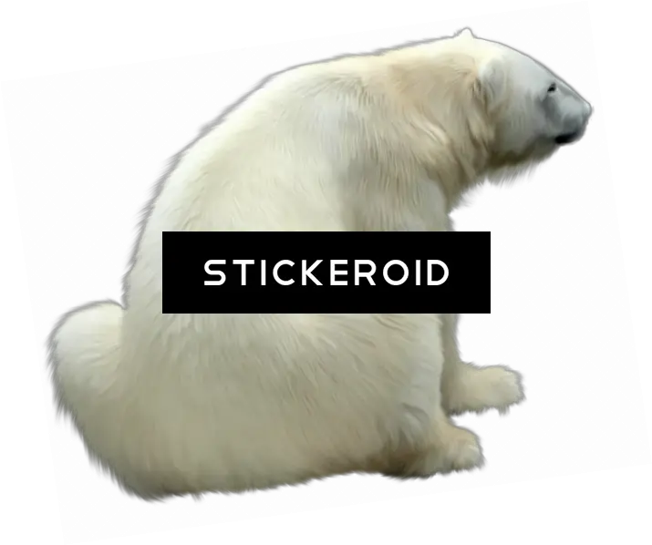  Download Polar White Bear Polar Bear Png Image With No Polar Bear Polar Bear Png