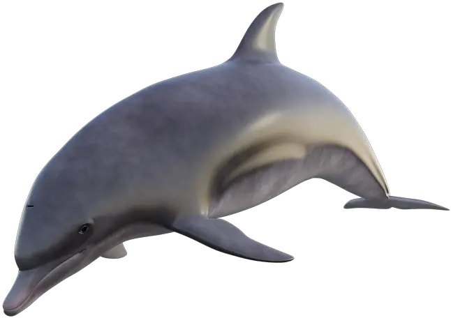  Dolphin Fish Ocean Free Image On Pixabay Real Golfinho Png Ocean Fish Png