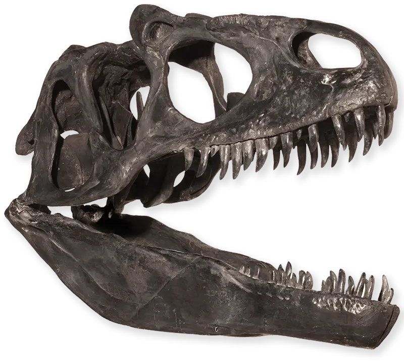  The Australian Museum Dinosaur Skull Png Dinosaur Skull Png