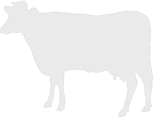  Ox Free Icon Library Cattle Icon White Png Yak Icon