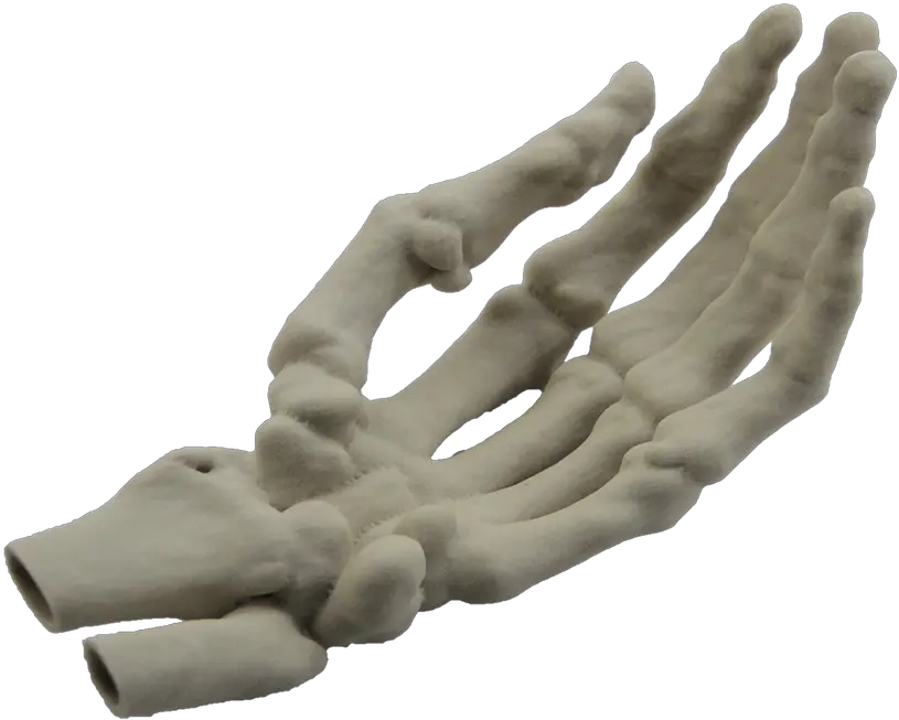  Human Skeleton Skeleton Hand Png Skeleton Hand Png