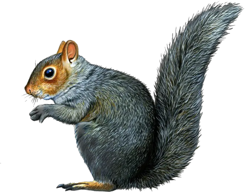  Squirrel Gray Squirrel Drawing Png Squirrel Transparent Background