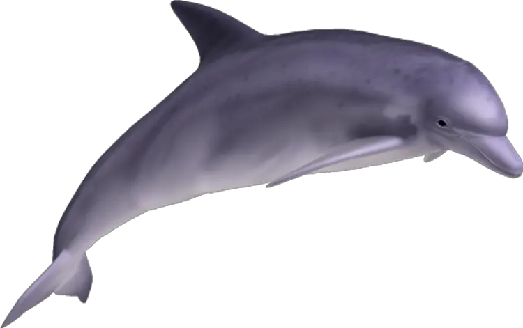  Png Transparent Background Image Dolphin Png Transparent Dolphin Transparent Background