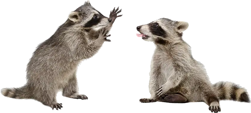  Gray Wolf Cl Racoon On White Background Png Raccoon Transparent Background