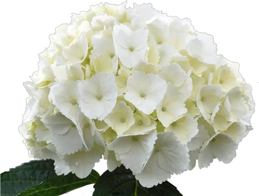  Hydrangea Jumbo White Transparent U0026 Png Clipart Free White Hydrangea Flower Png Hydrangea Png