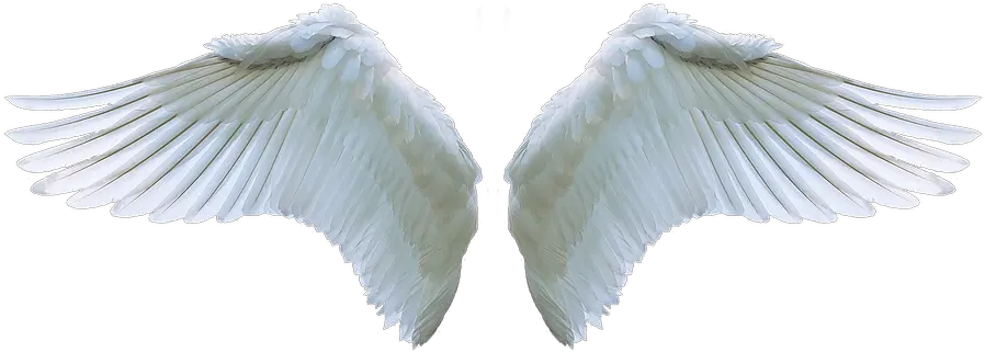  Wing Angel Swan White Swing Feather Realistic Angel Wings Transparent Background Png Wing Png