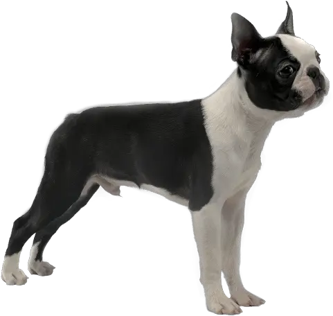  Boston Terrier Boxing Terrier Png Boston Terrier Png