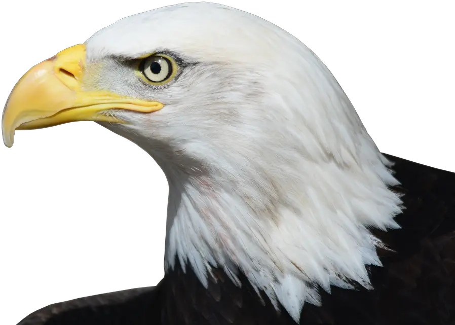  Bald Eagle Png Image Eagle Beak Png Bald Head Png