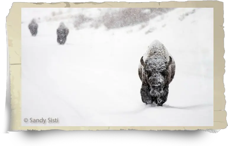  History Snow Png American Buffalo In Search Of A Lost Icon